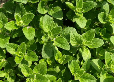 Wild Oregano Oil