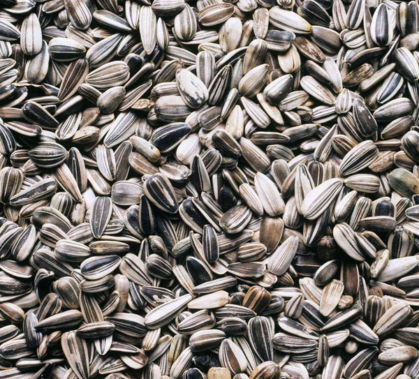 Sunflower Lechitin