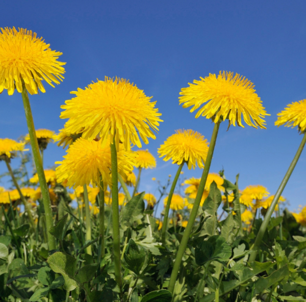 Dandelion